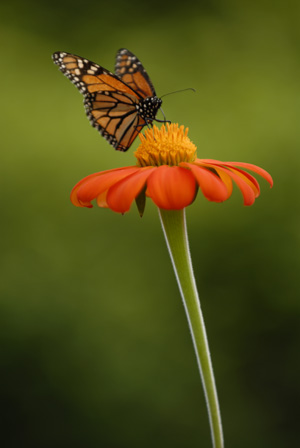 Monarch Butterfly